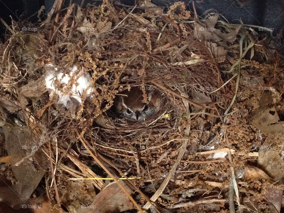 Bird in Nest
