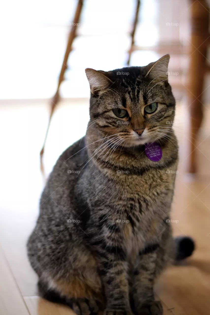 suki