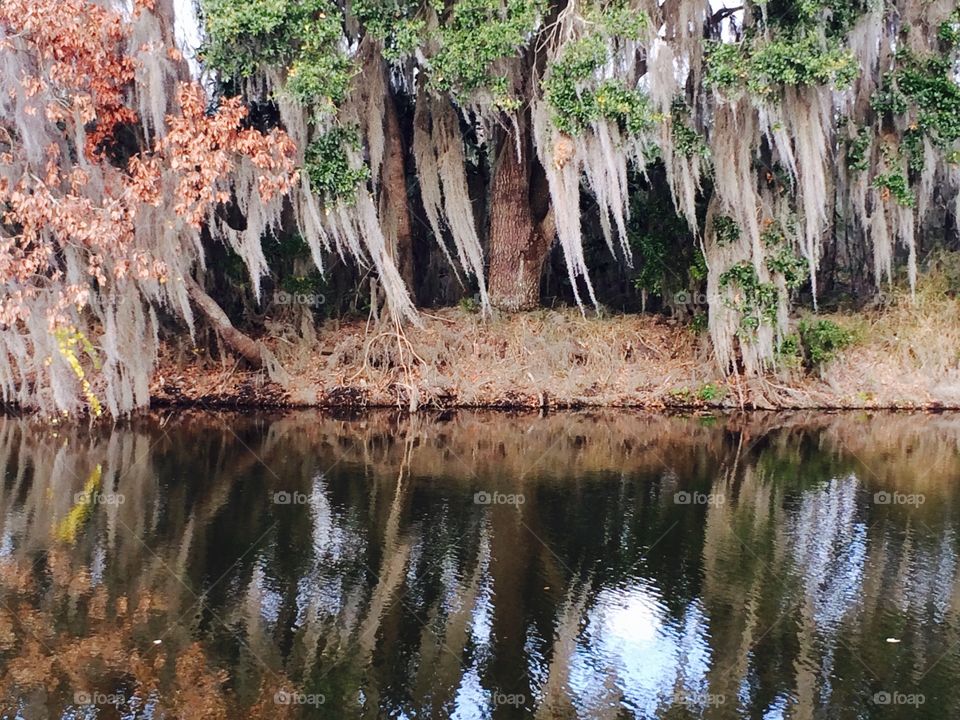 Spanish moss 
