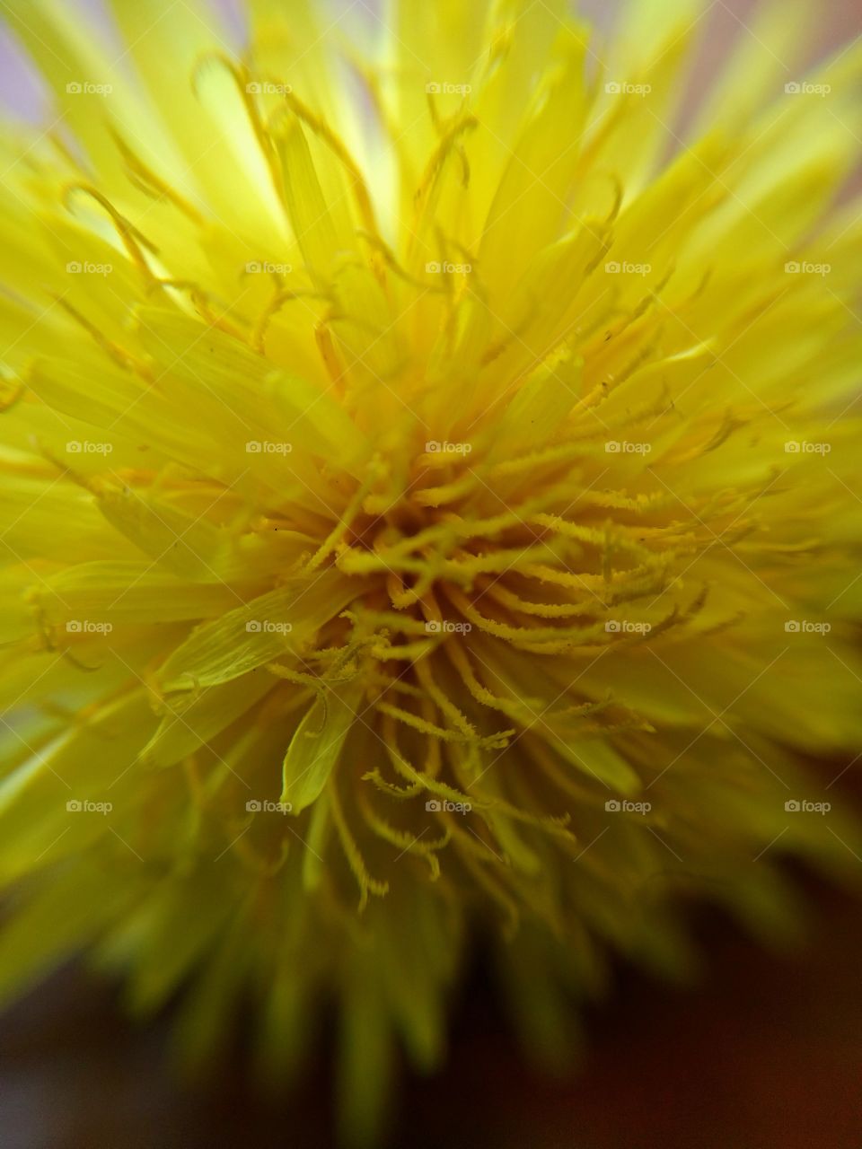 Dandelion