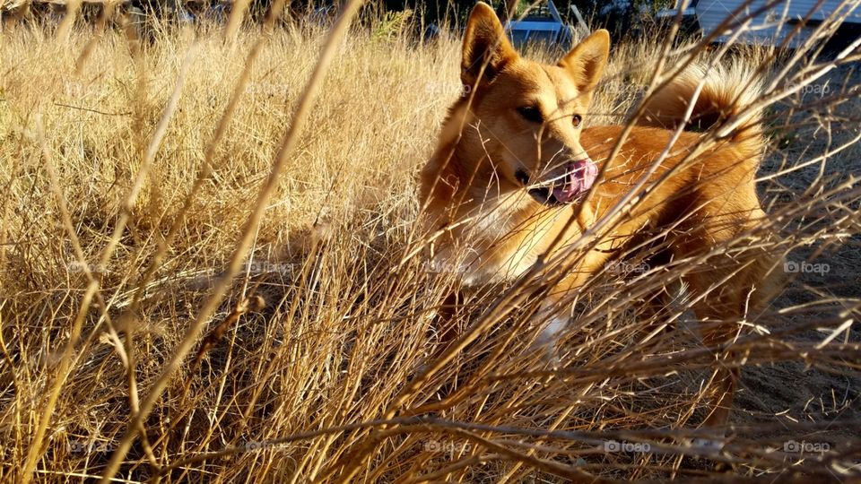 Bella shiba inu Sheltie mix