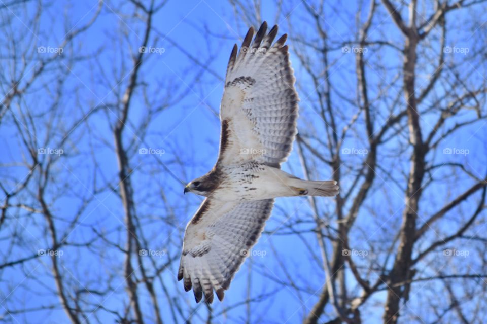Red-tailed Hawk