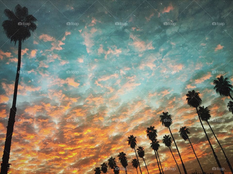 Southern California palm trees and sunsets 