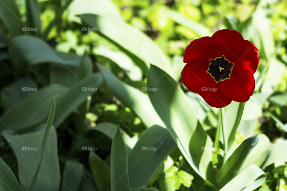 Red tulip among leaves in the sun