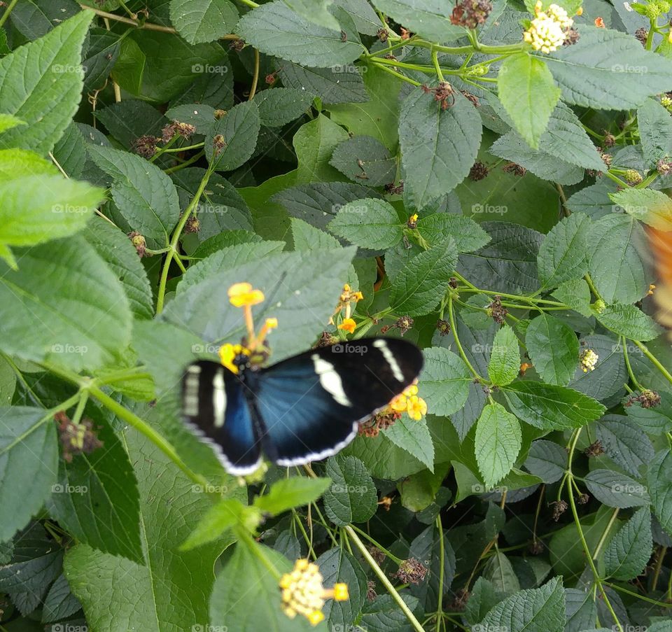 butterfly