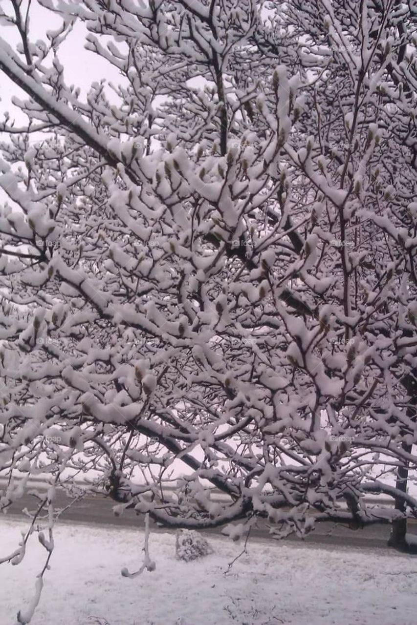 Magnolia in the snow