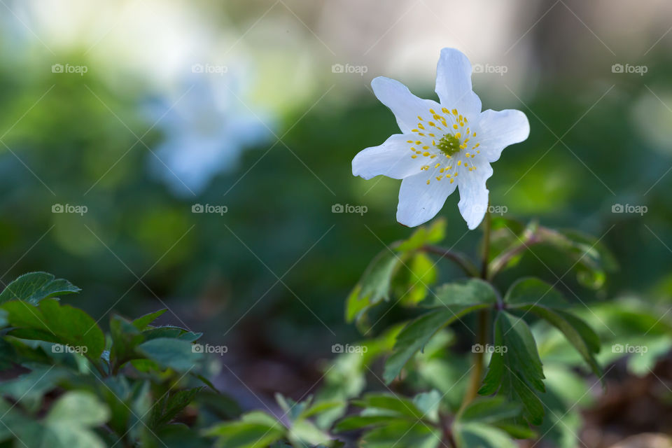 Closeup of beautiful white wood anemone flower growing in forest , spring 