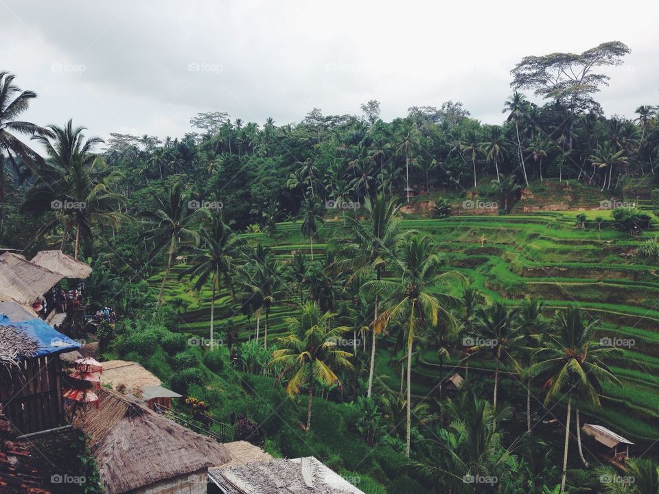 Rice Terrace in Bali.