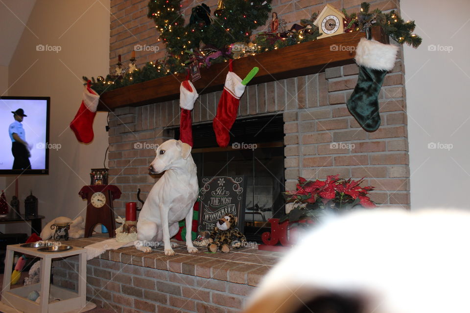 Elle our adopted dog posing in front of the fireplace, celebrating the holidays