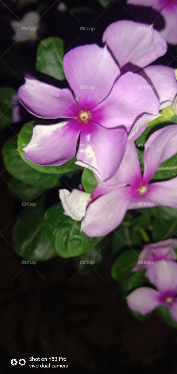 #foap #infoapartemen #foapjuly18 #foapaug18 #foapfeb18 #foapapril17 #foapers #foapjune18 #fotografoaprendiz #sfoapprentices #foaper #infoapartment #foapmission #foapmay18 #foapapr18 #foapit #infoaplikasipaytren #infoapple #foapom #foapjan19 #infoapp 