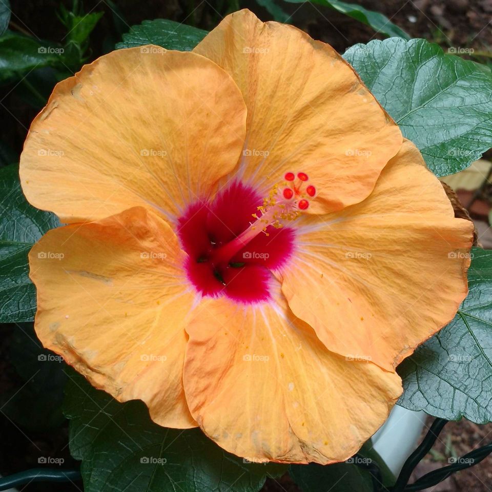 Orange Hibiscus