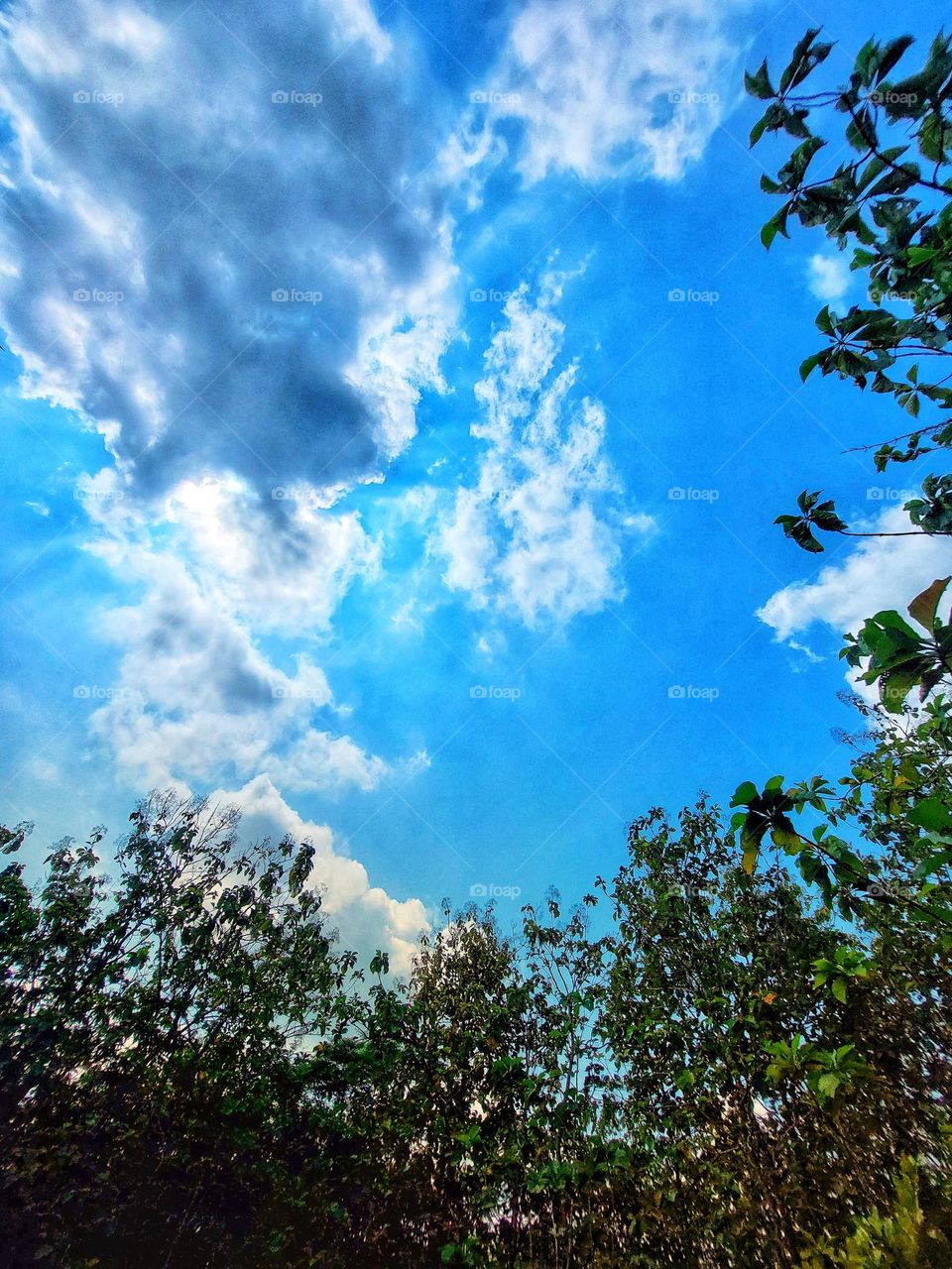Trees under the bright sunlight.
