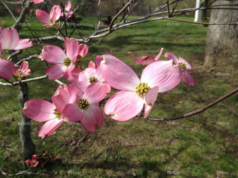Pink dogwood blooming at garden