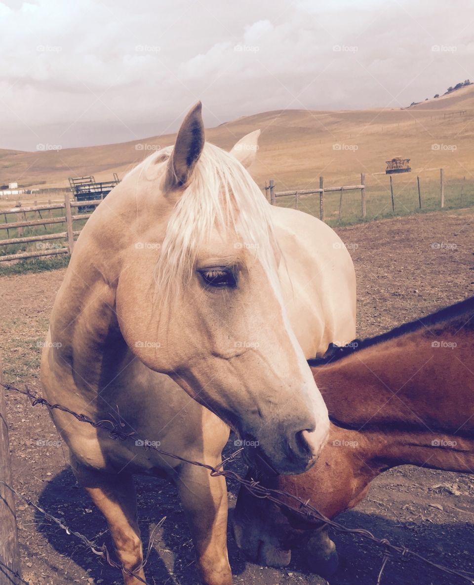 Beautiful tan horse by field fence in summer.