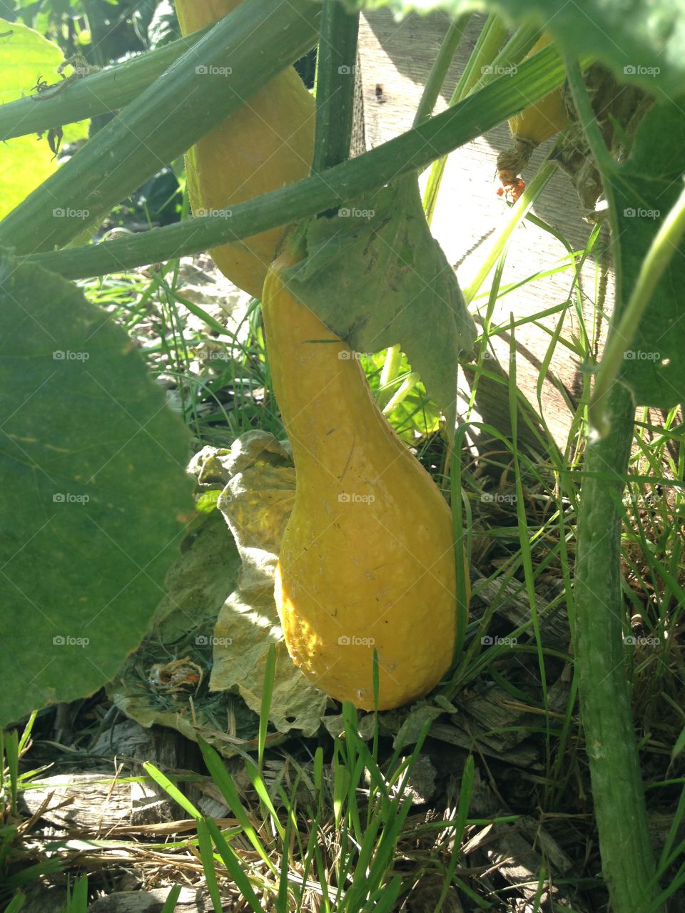 Yellow squash
