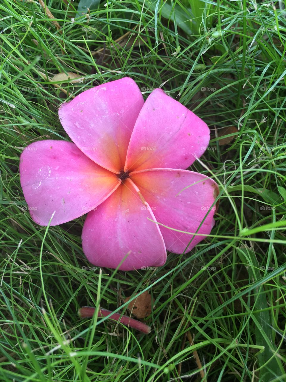 Pink Plumeria flower