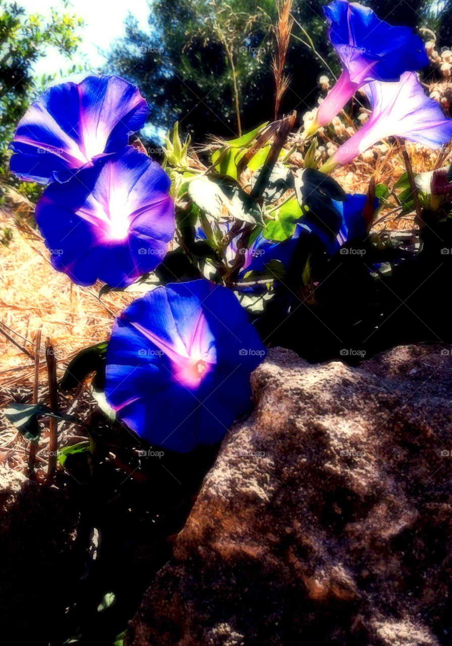 flower macro close purple by babysu
