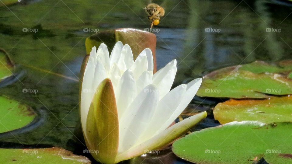 Bee ready to land on Lilypad