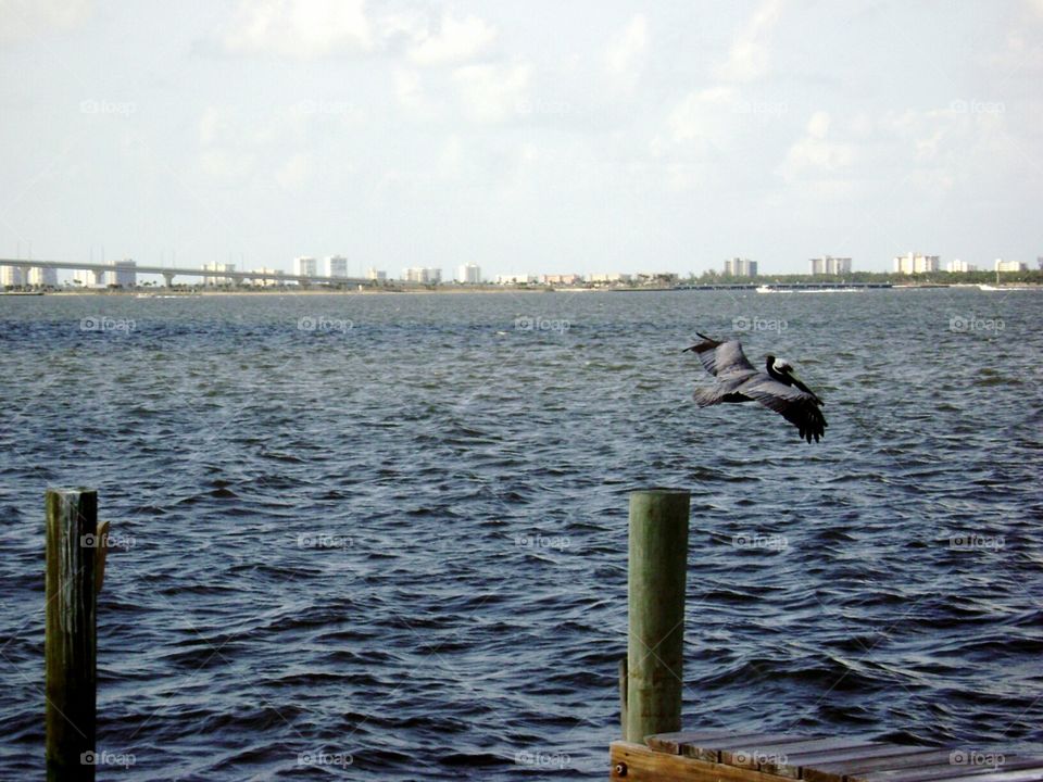 pelican in flight. pelican in flight off pier