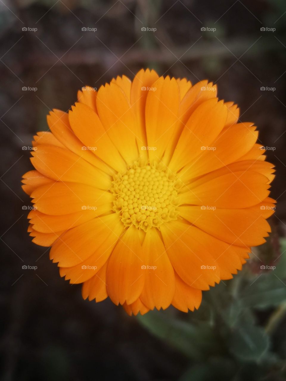 orange flower