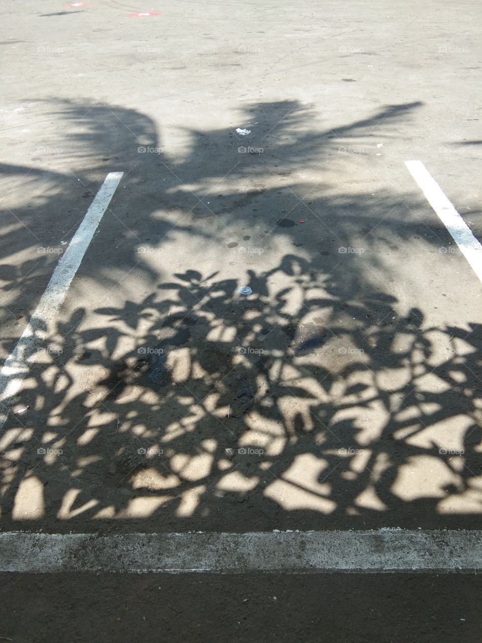 shadows of coconut trees and frangipani