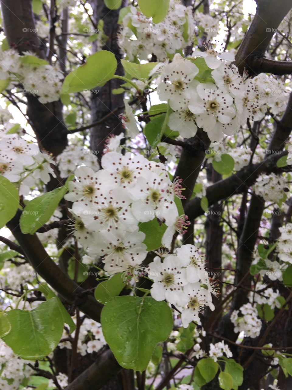 White apple tree. Springtime flowers blooming. Western New York
