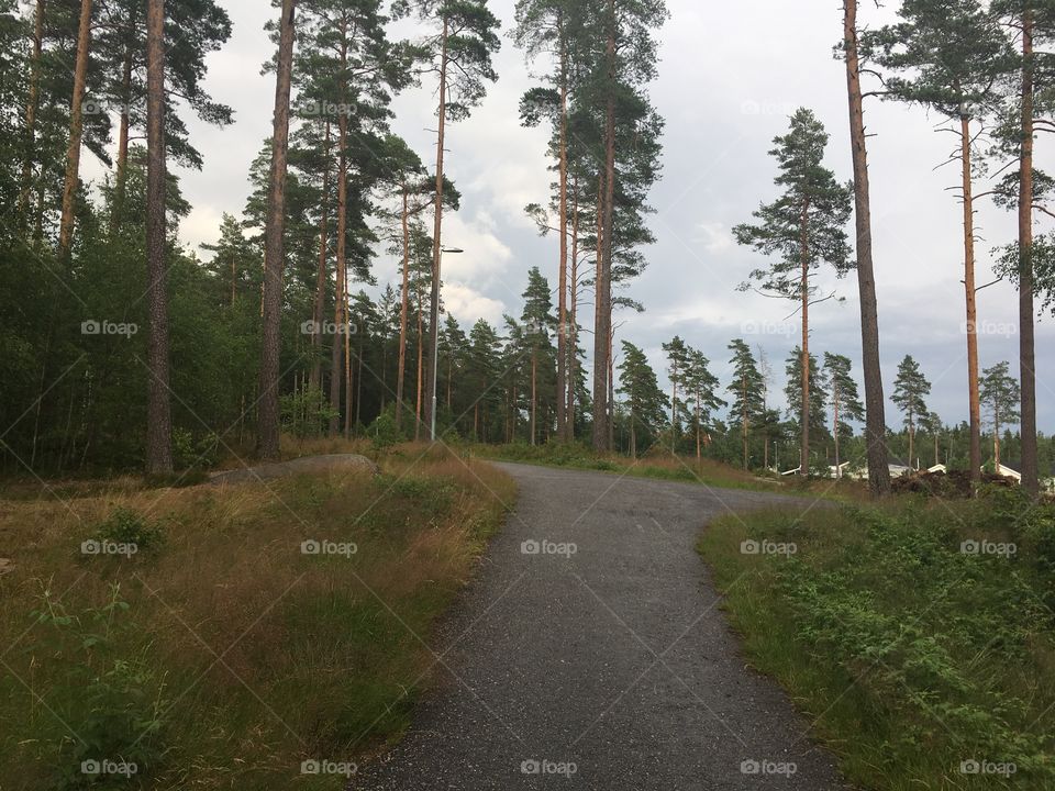 Tall trees with clouds and sky