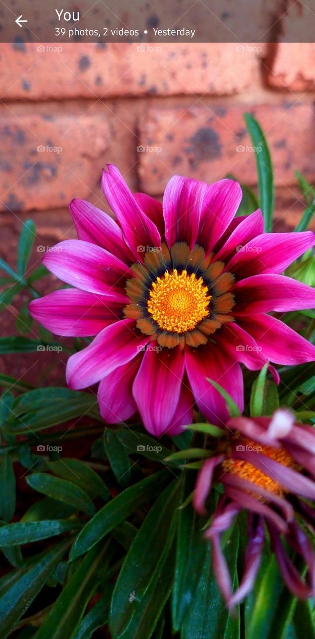 Life and death cycle flower