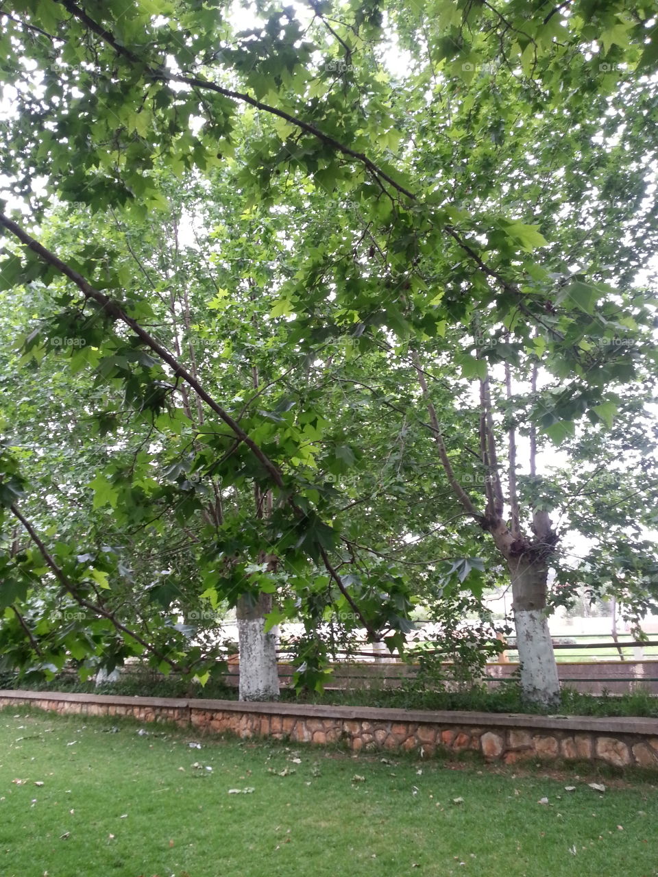 tree green nature
