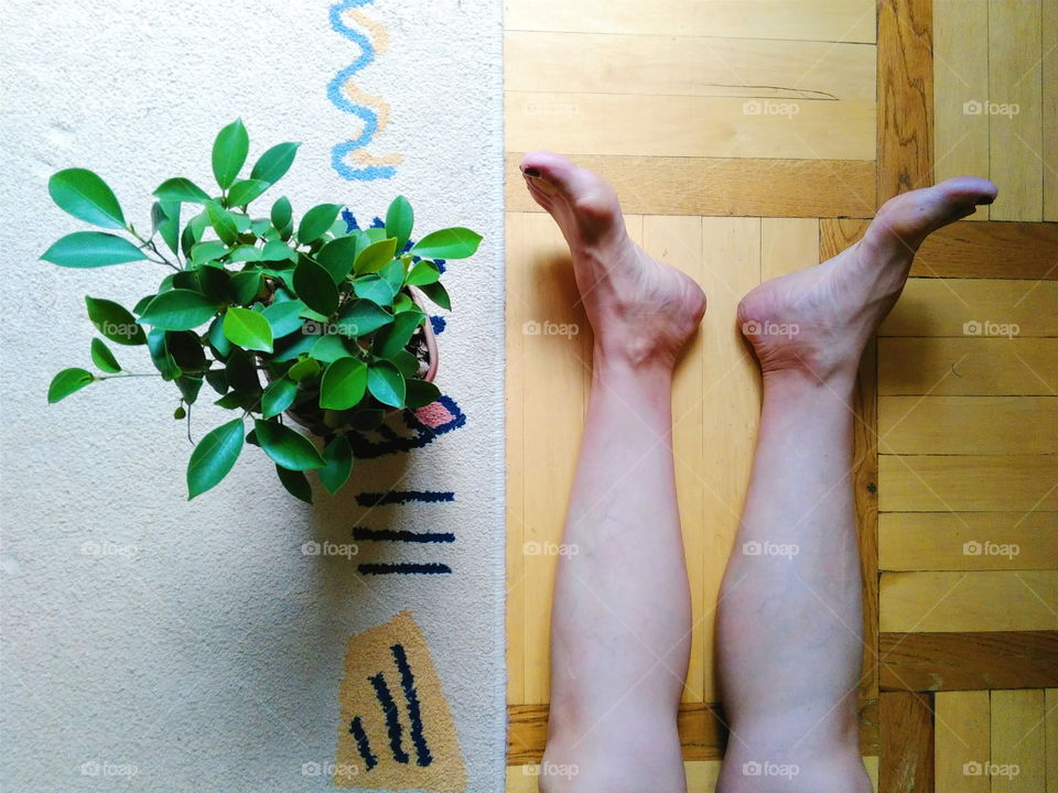 houseplant ficus and legs girls