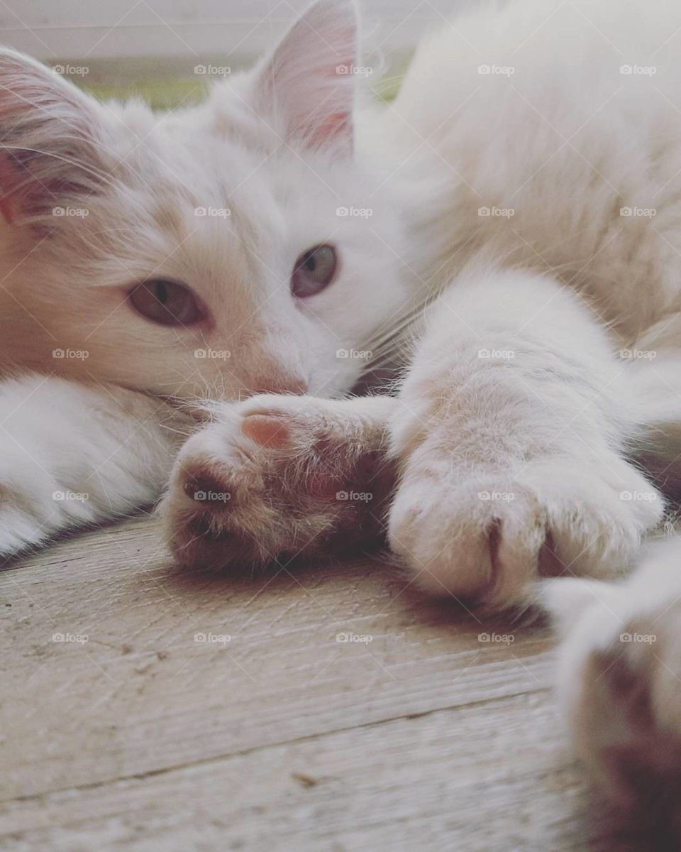 this photo taken with my phone represents my cat with long white hairs looking in front of him