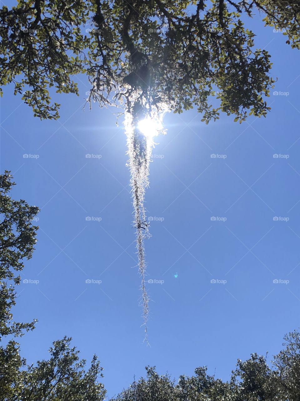 The one Spanish moss hanging from the branch of the live oak, the sun beaming behind and framed by the live oaks on the ranch in Texas!