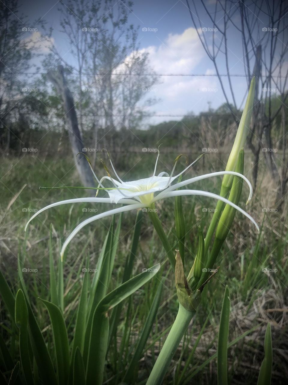 A Spider Lily basking in the sun against barbed wire fence and blue sky here on the ranch in Texas!