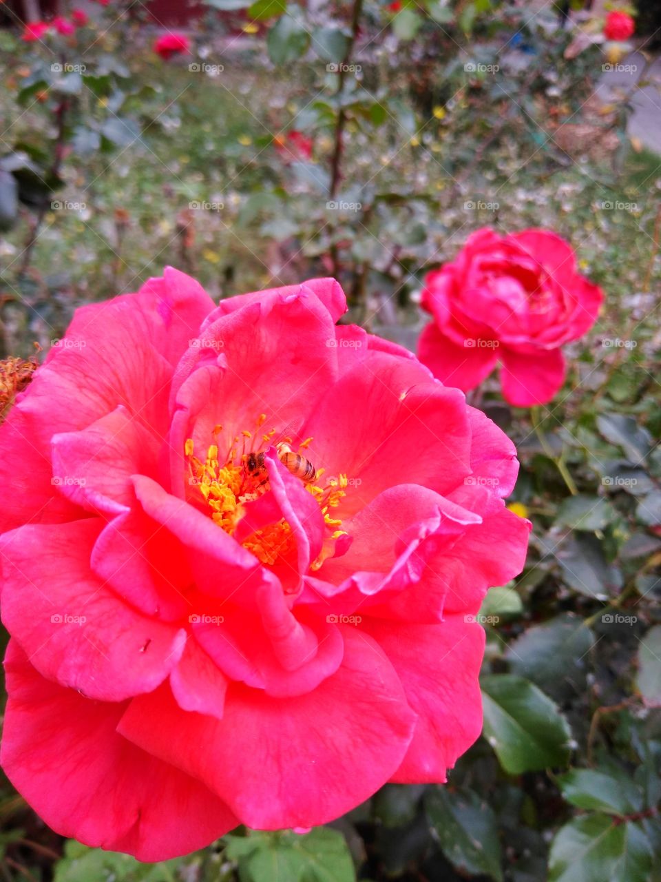 Rose great ☺️🤗