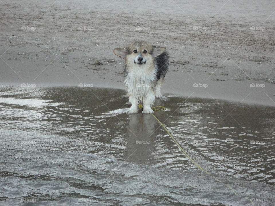 wet silly corgi