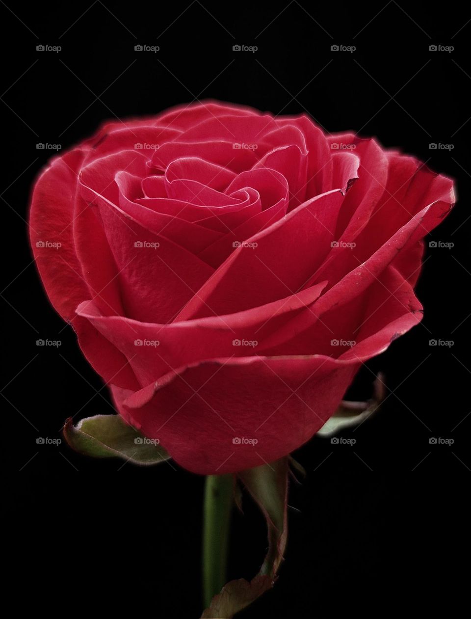 Valentine's Day.  Gift fresh flowers.  Red rose on a black background.  Red is the color of love
