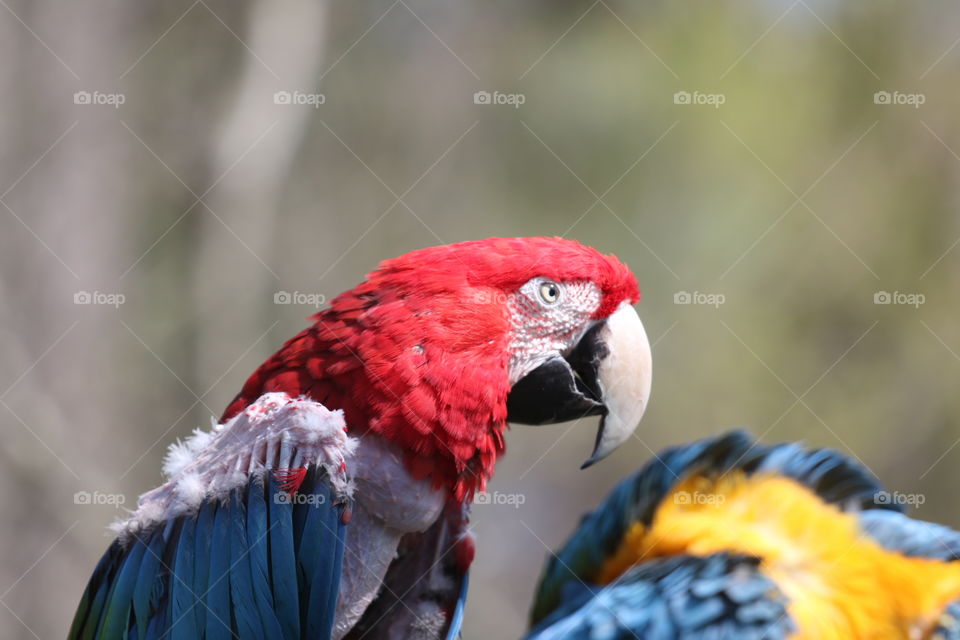 Parrot Red,  white and blue close up.