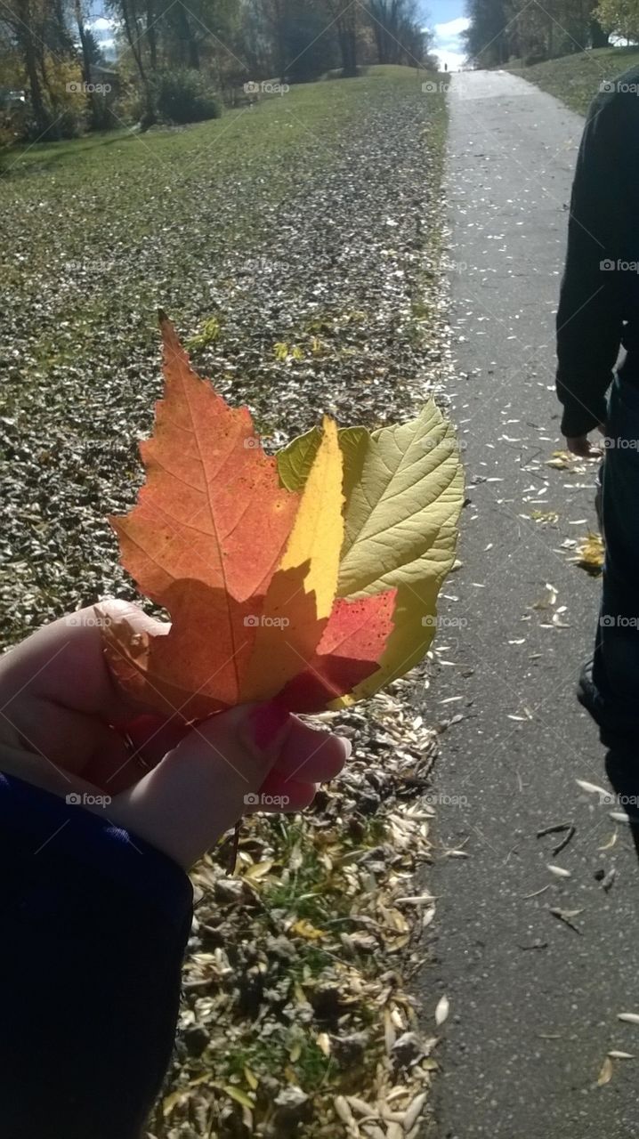 My autumn leaves 