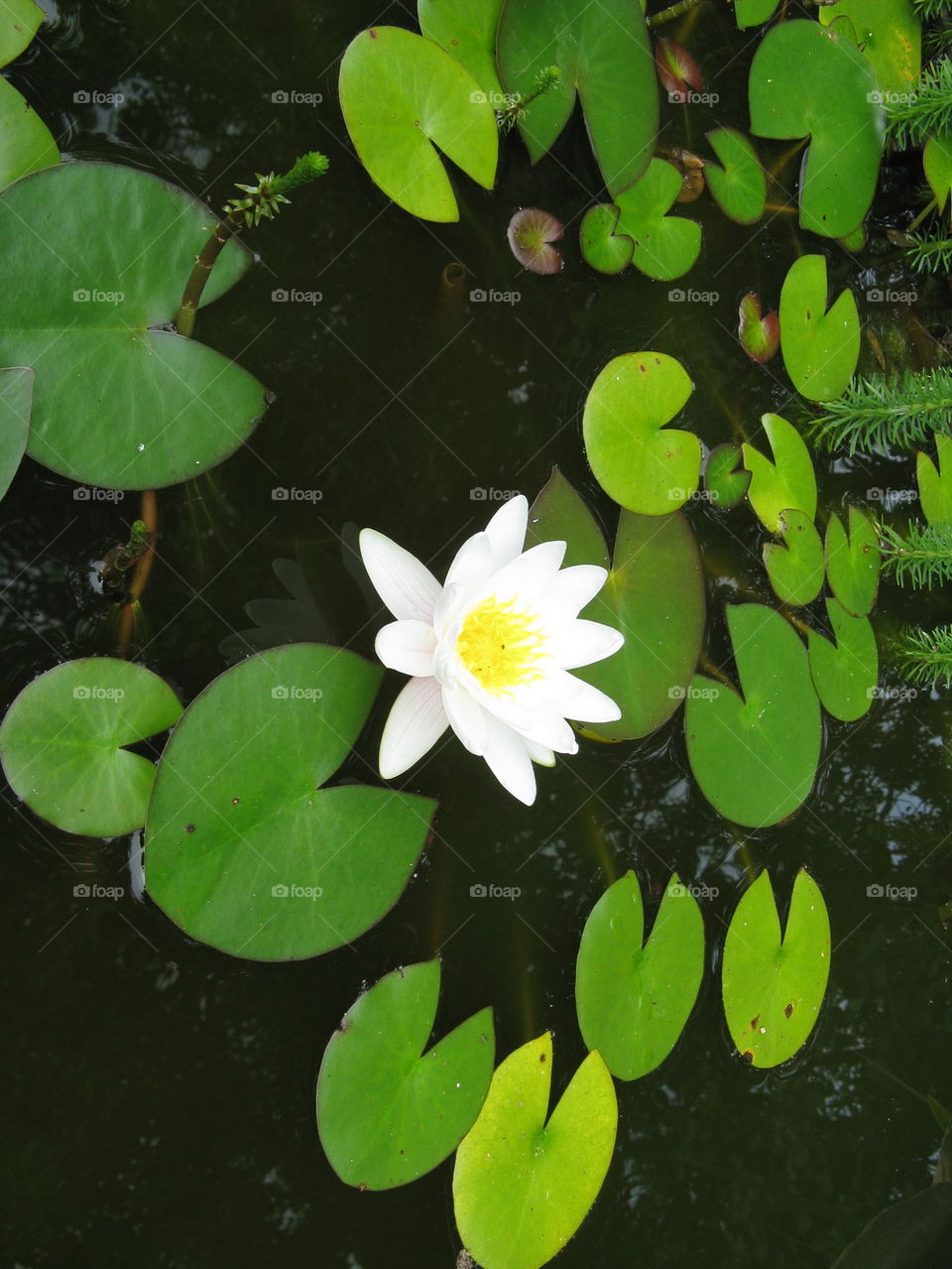 water lily
