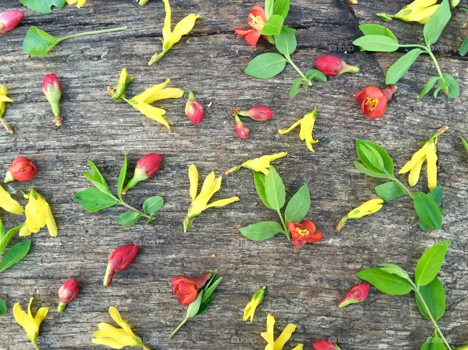 Yellow flowers and red flower buds with leaves on wooden table