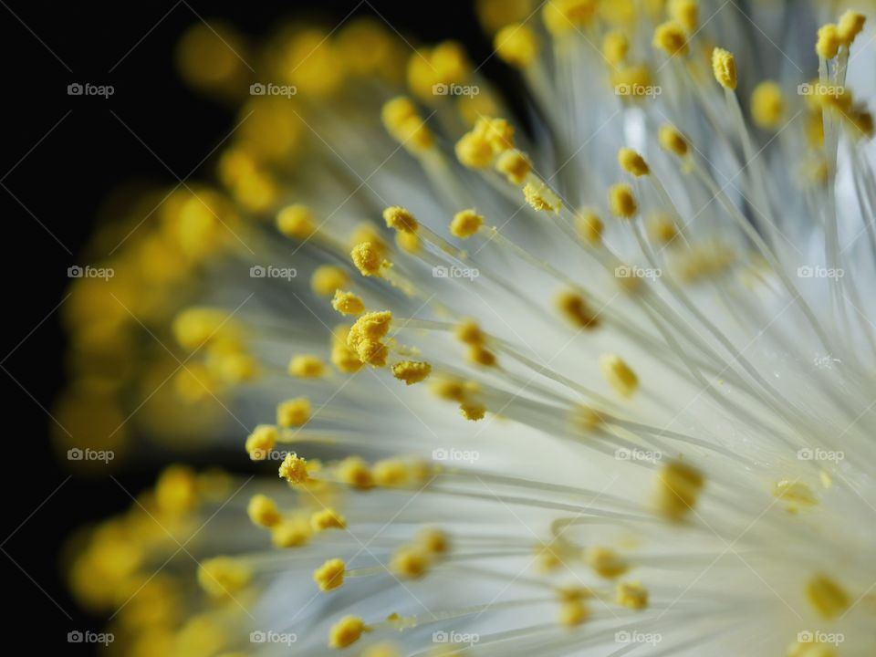 Extreme close up of catkin