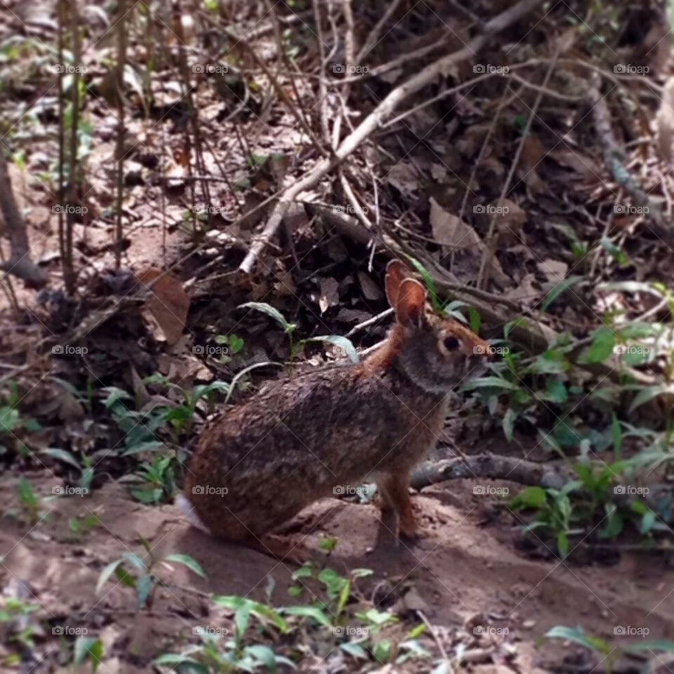 Rabbit on the trail