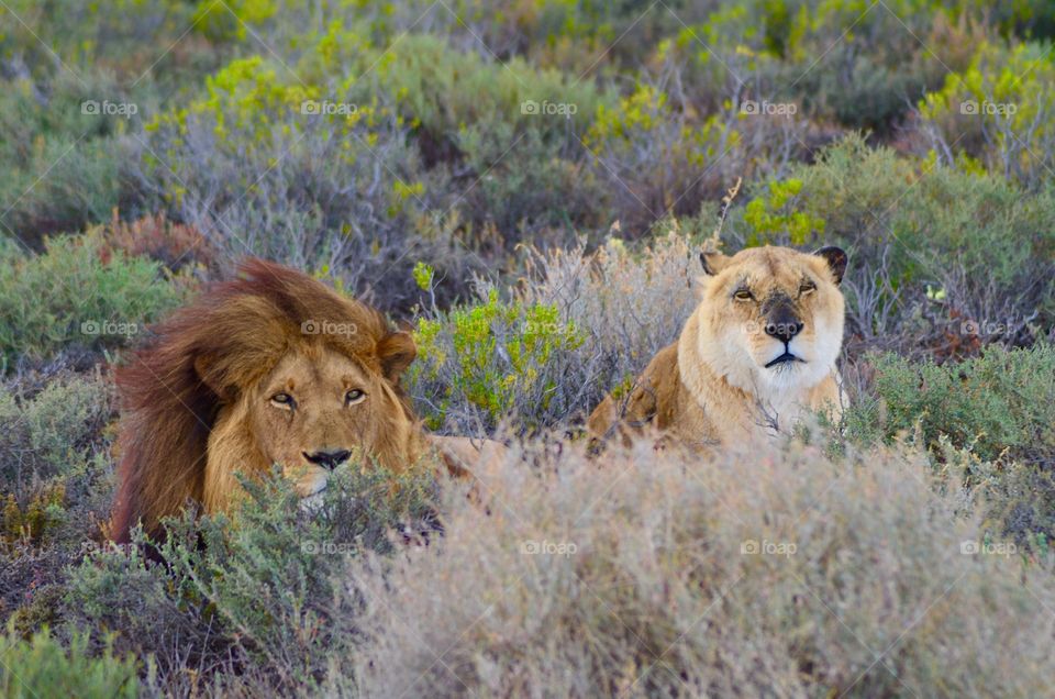 Portrait of lion and lioness in forest, South Africa