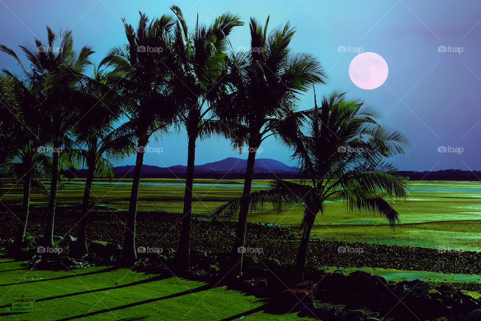 The Palms Under Moonlight