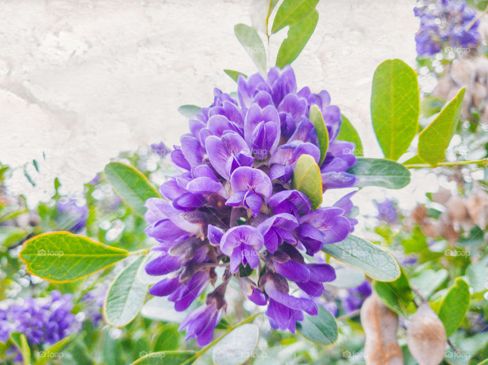 Purple mountain laurel