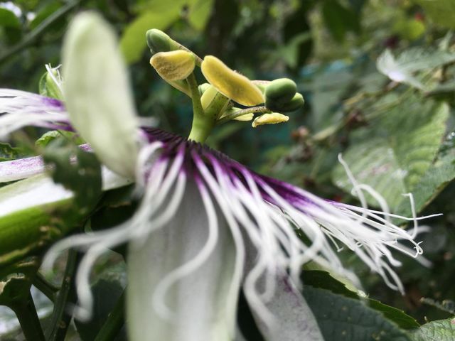 White Flower