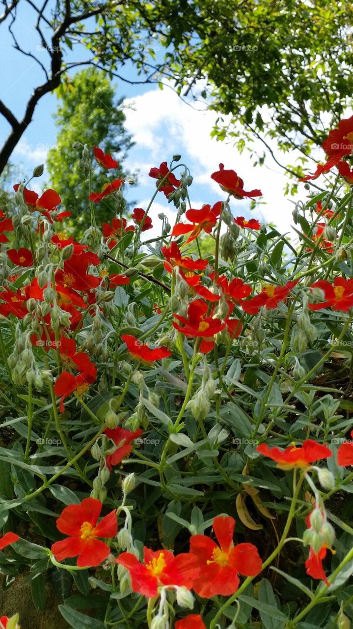 Spring blooms. Red flower