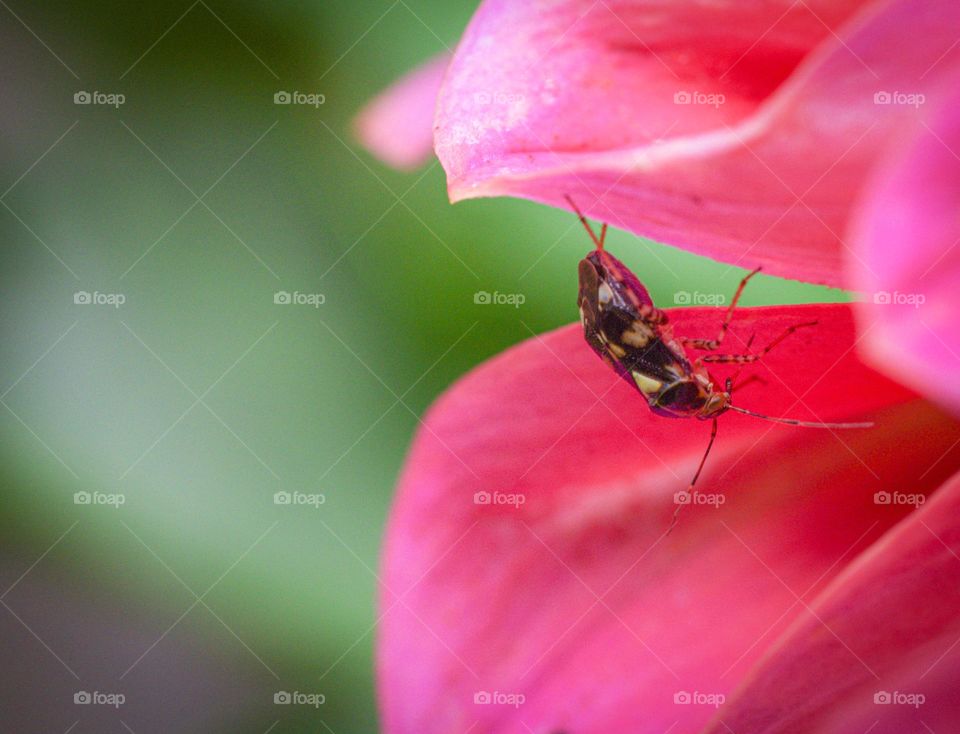 Insect hanging on a pink flower