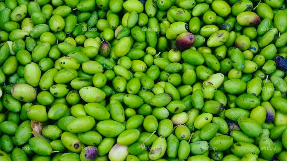 Olive garden. Picture taken in Mdina, Malda