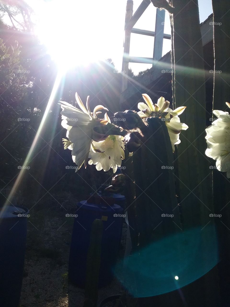 summer rays beaming though Trichocereus flowers